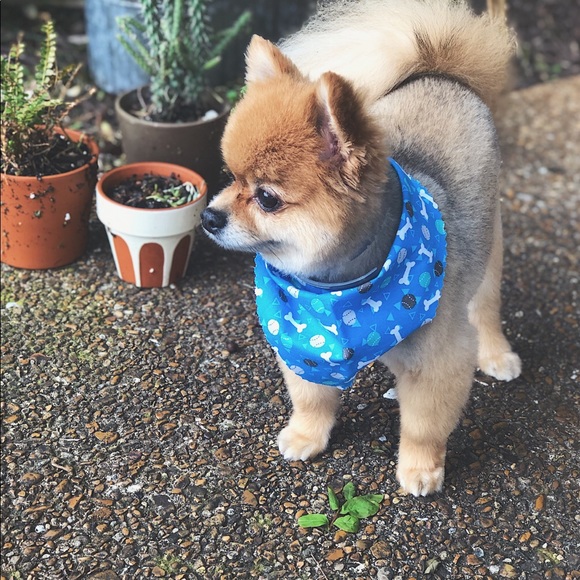 Jillian - Picture 2 of 2